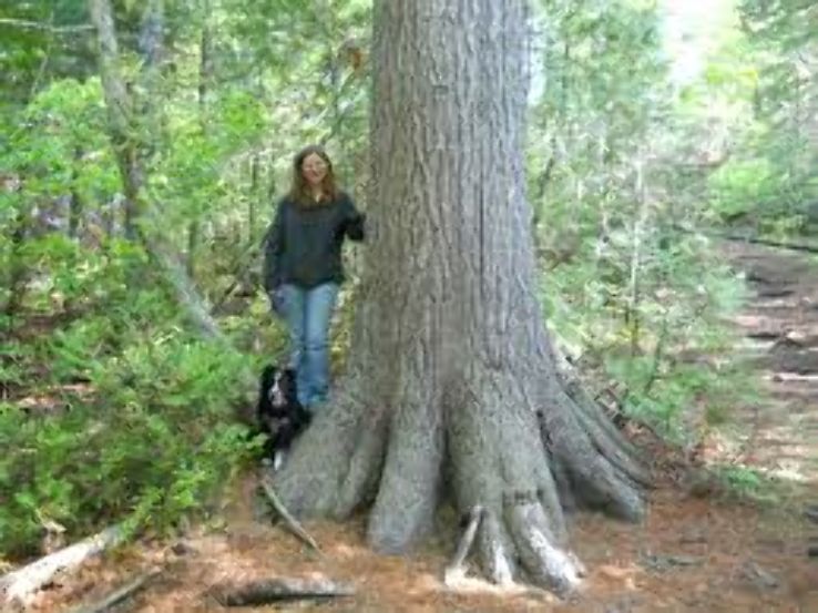 Estivant Pines Nature Sanctuary Trip Packages