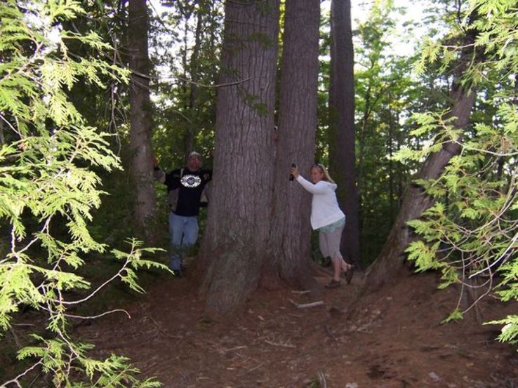 Estivant Pines Nature Sanctuary Trip Packages