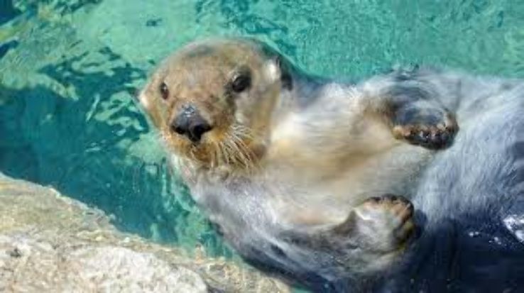 New York Aquarium Trip Packages