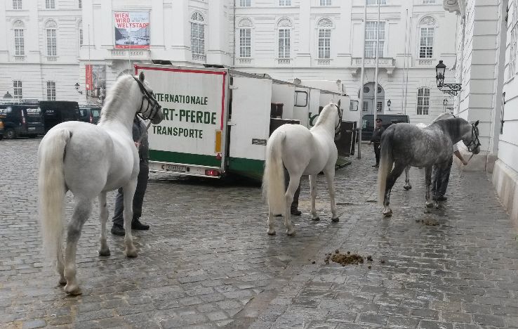 The Spanish Riding School Trip Packages
