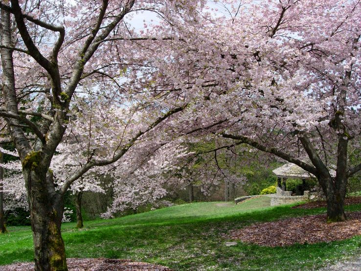 Washington Park Arboretum  Trip Packages