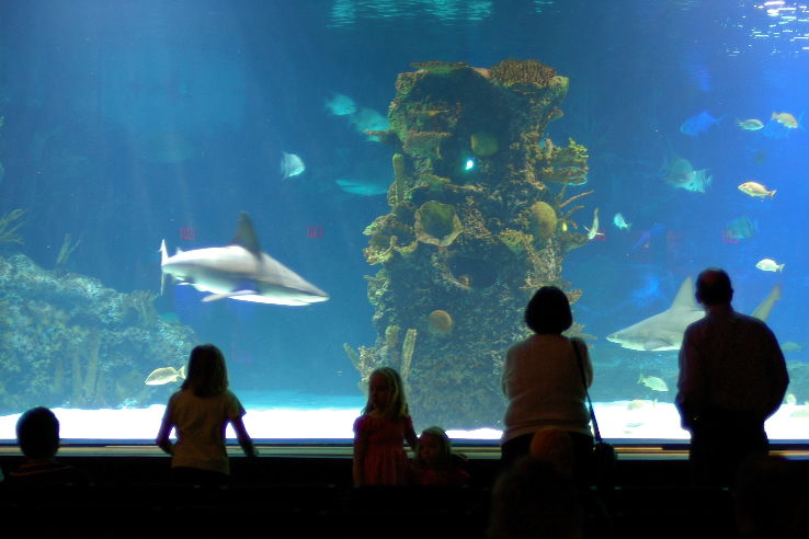Newport Aquarium  Trip Packages