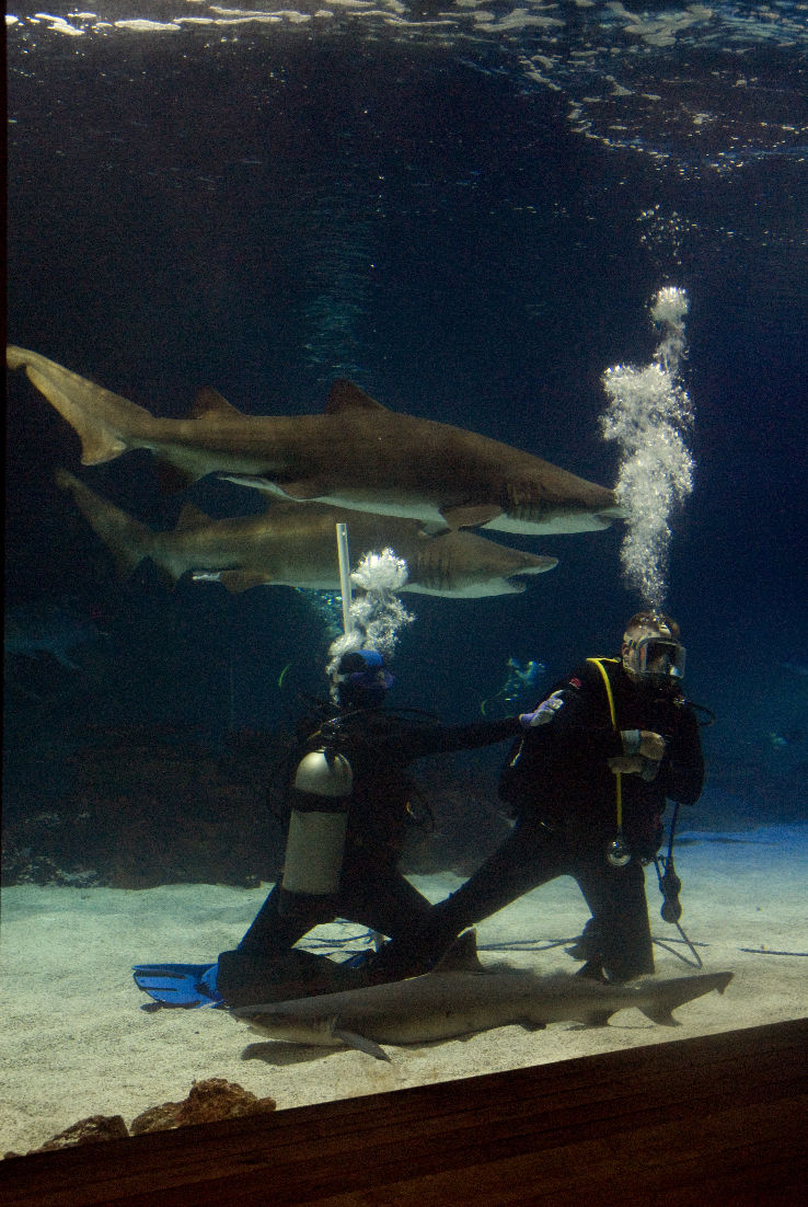 Newport Aquarium  Trip Packages