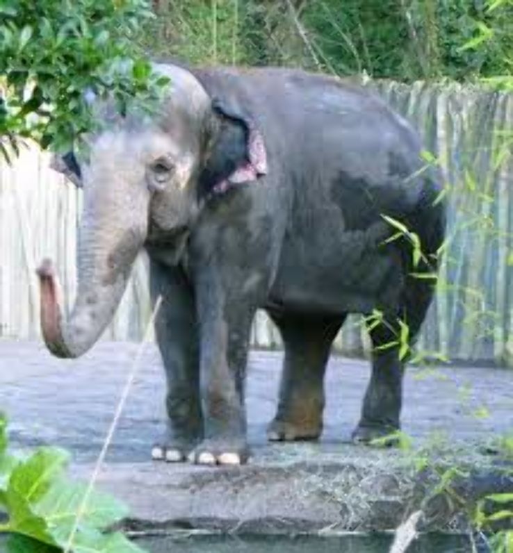  The Elephants At Oregon Zoo  Trip Packages