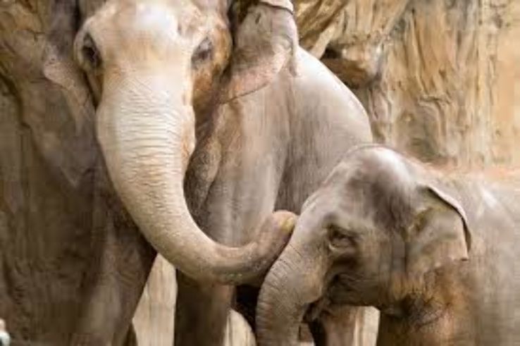  The Elephants At Oregon Zoo  Trip Packages