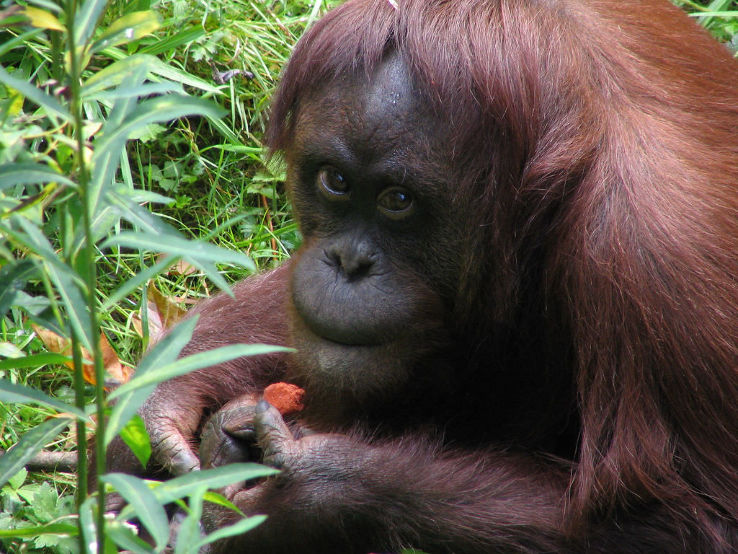 Woodland Park Zoo  Trip Packages