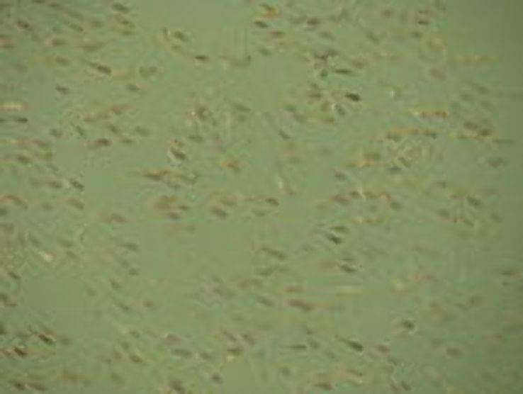 Ralph B. Clark Regional Park Trip Packages