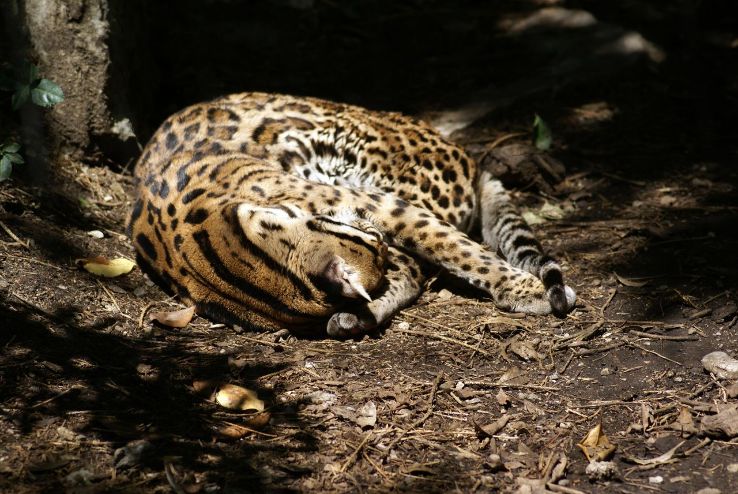 Cincinnati Zoo & Botanical Garden  Trip Packages