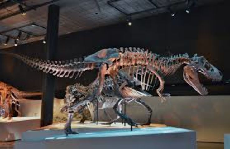 Museum of Natural Science Trip Packages