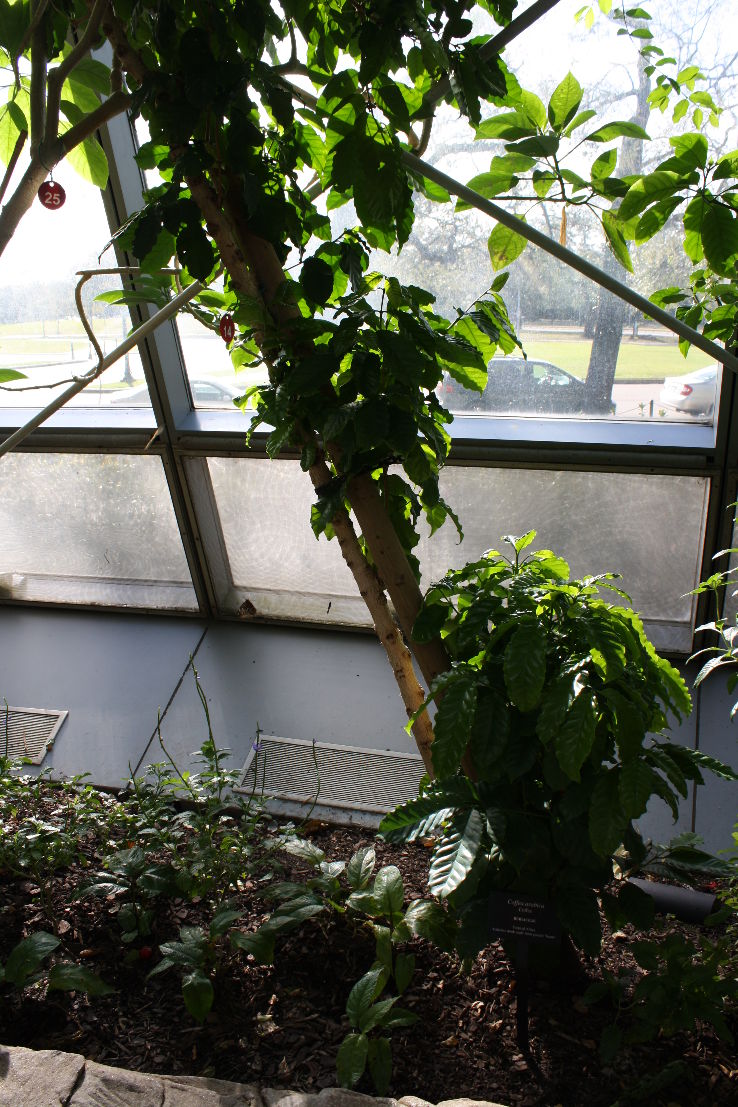 Cockrell Butterfly Center Trip Packages