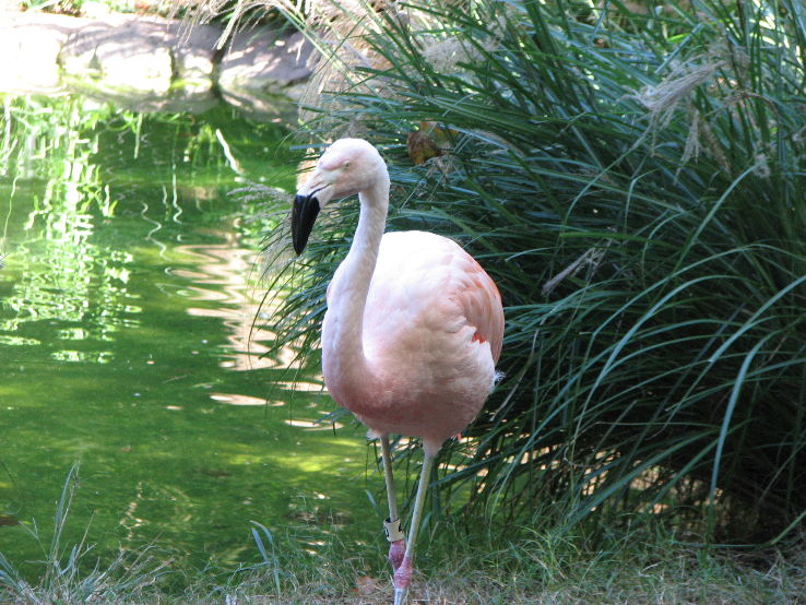 North Carolina Zoo  Trip Packages