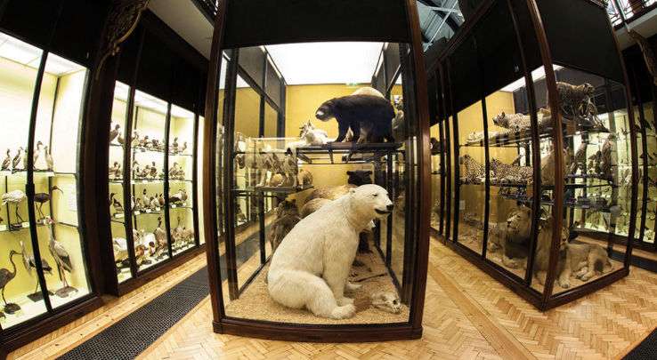 Discover the wonders of nature at the Natural History Museum Trip Packages