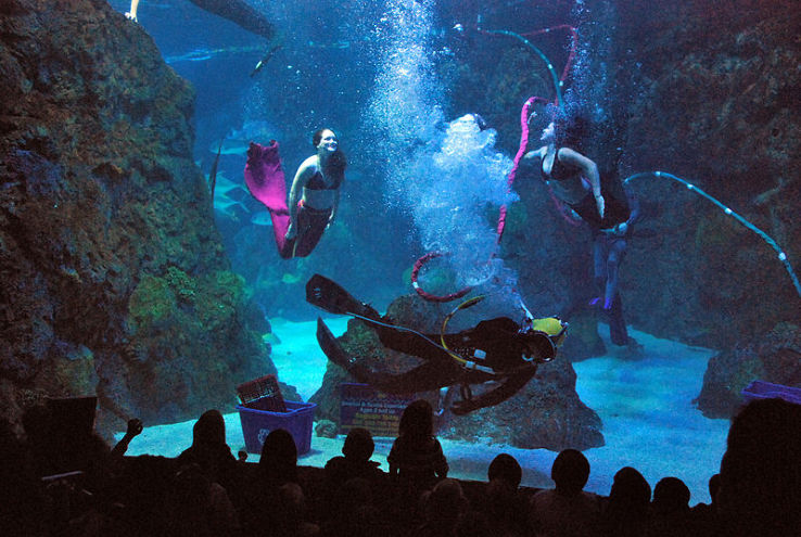Downtown Aquarium Trip Packages
