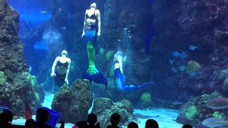 Downtown Aquarium Trip Packages