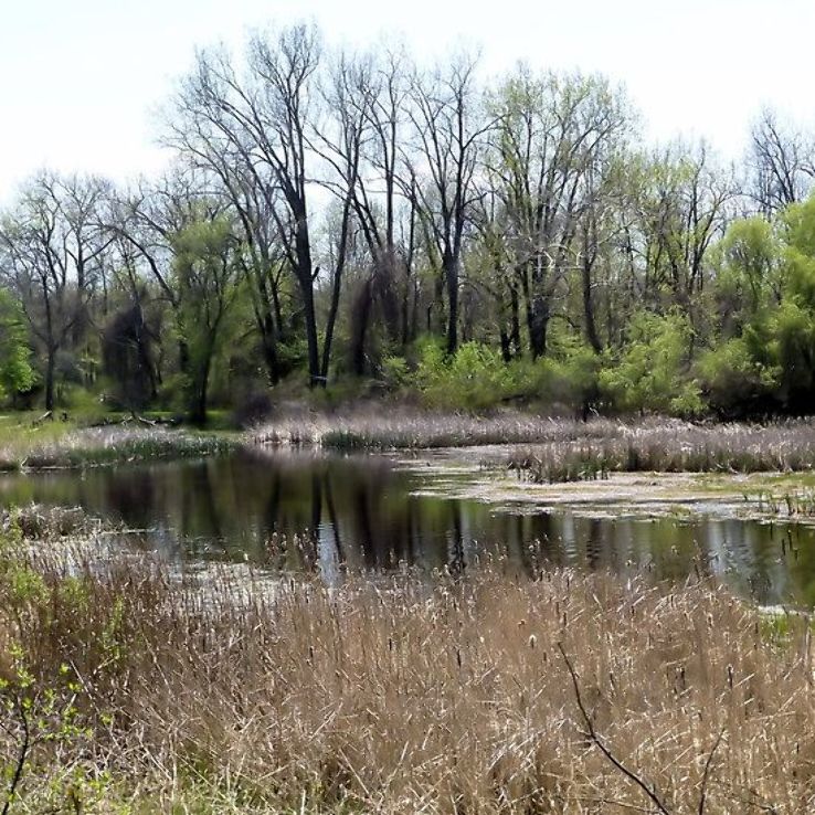 Tobico Marsh  Frank N Andersen Nature Trail Trip Packages