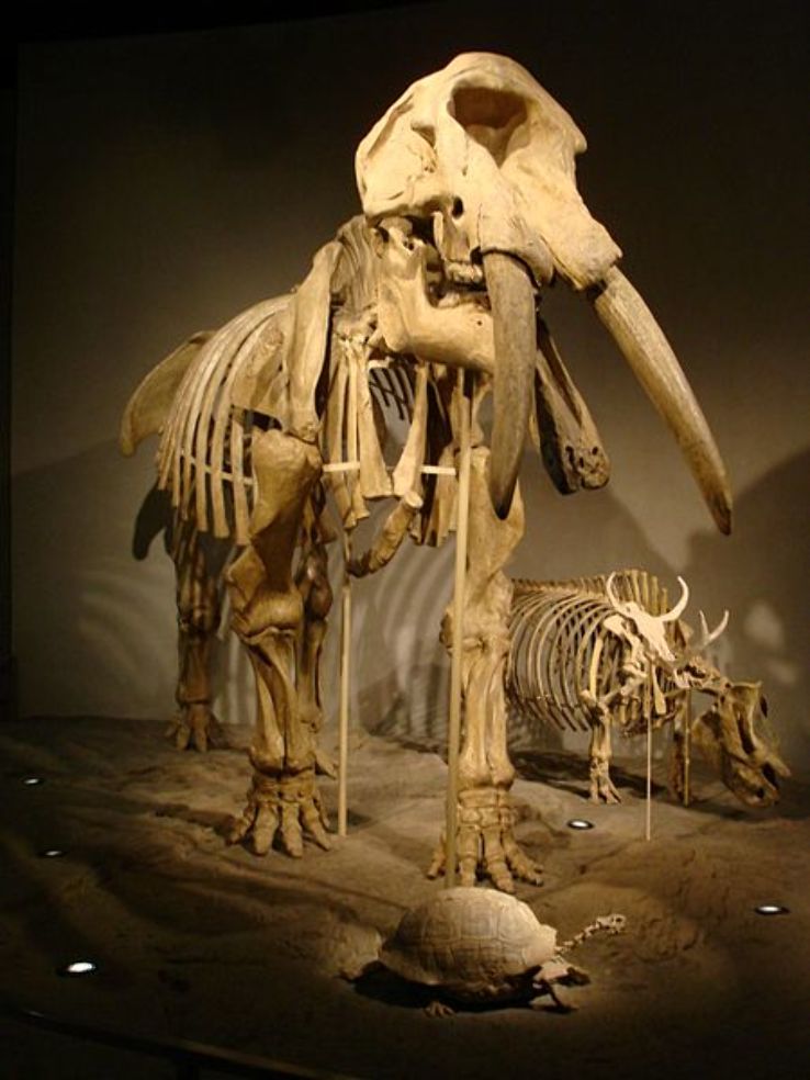 Denver Museum of Nature & Science Trip Packages