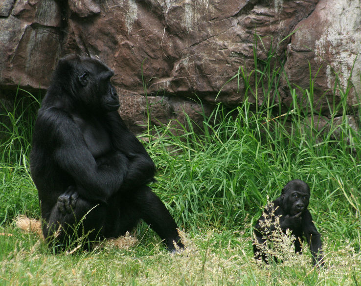 Denver Zoo Trip Packages