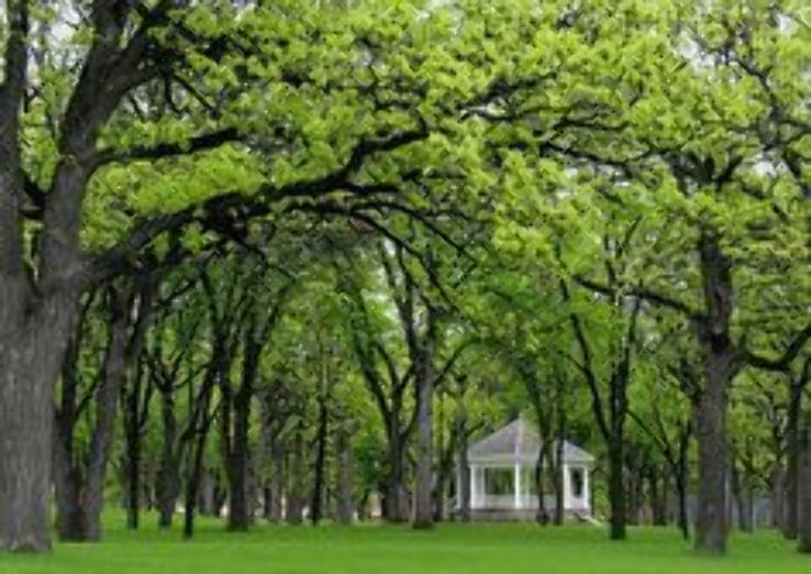 Lindenwood Park Trip Packages