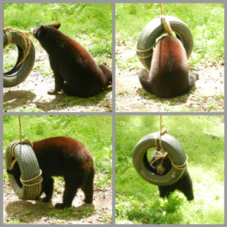 Bear Hollow Zoo Trip Packages