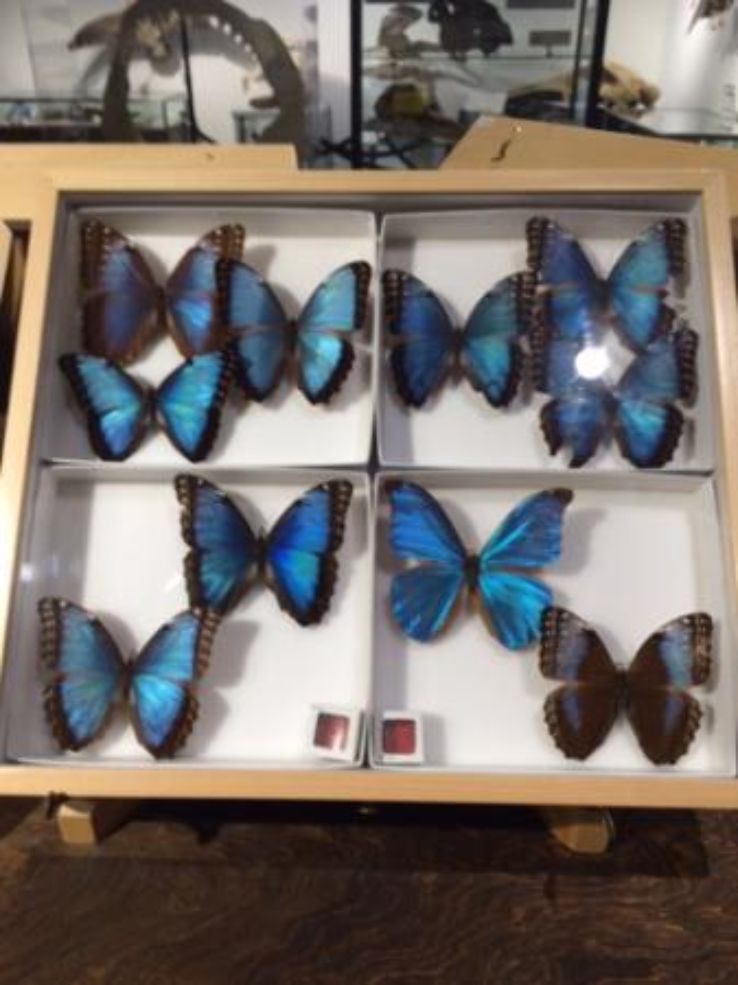 Georgia Museum of Natural History Trip Packages