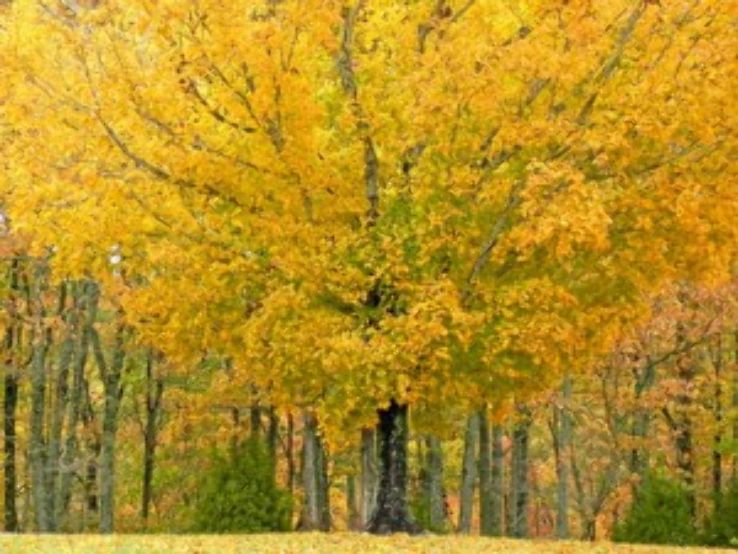 Timberland Park Trip Packages