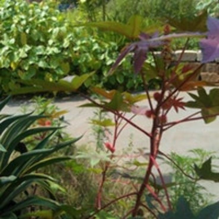 Latin American Ethnobotanical Garden Trip Packages