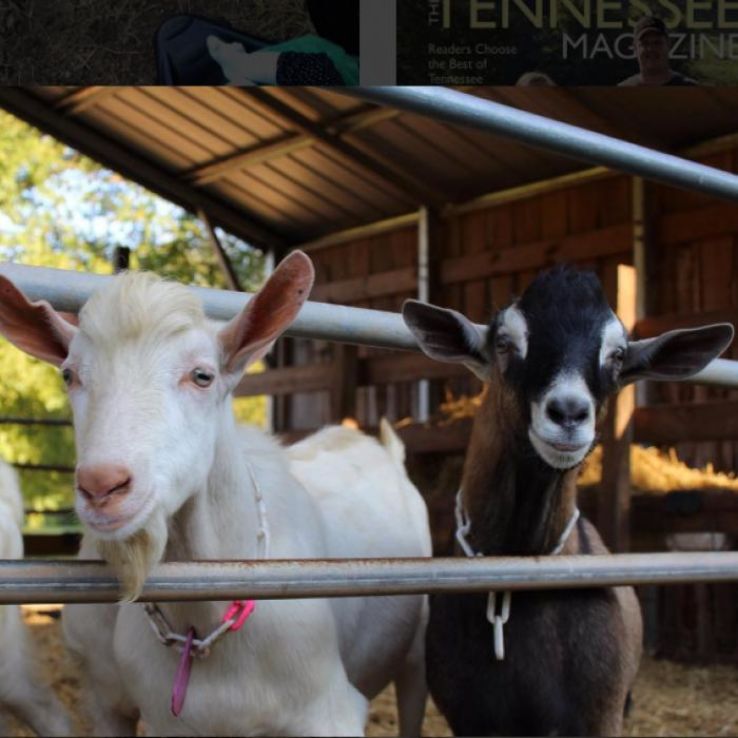 Noble Springs Dairy Trip Packages