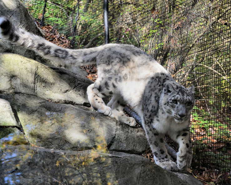 Pittsburgh Zoo & PPG Aquarium Trip Packages