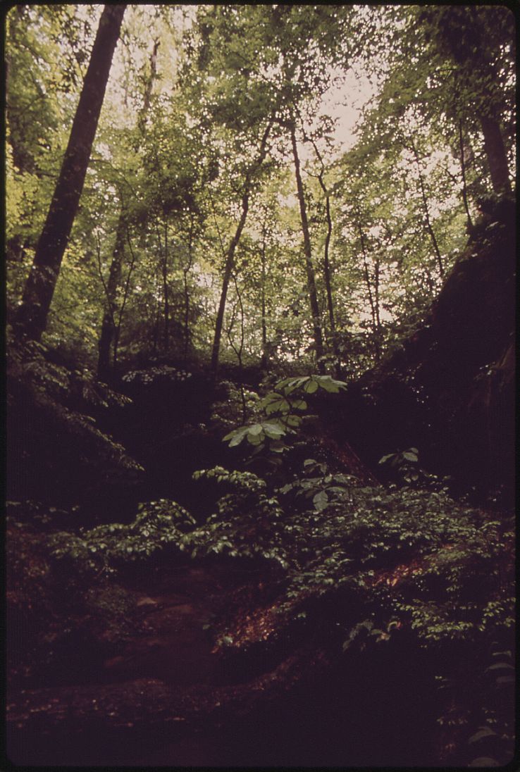 Bankhead National Forest Trip Packages