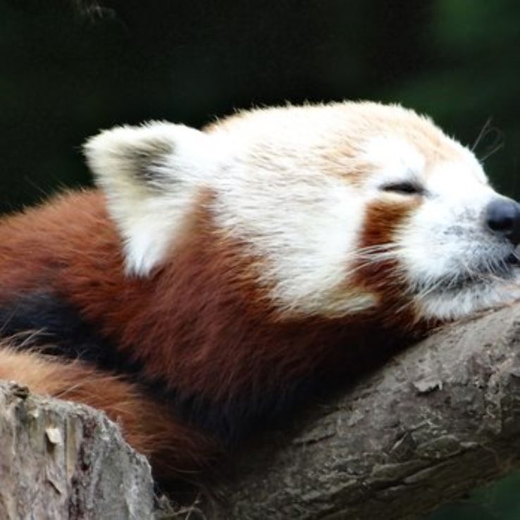 Sequoia Park Zoo Trip Packages