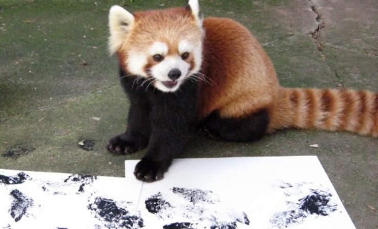 Sequoia Park Zoo Trip Packages