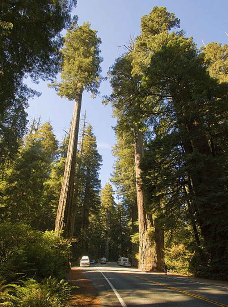 Redwood Highway Trip Packages