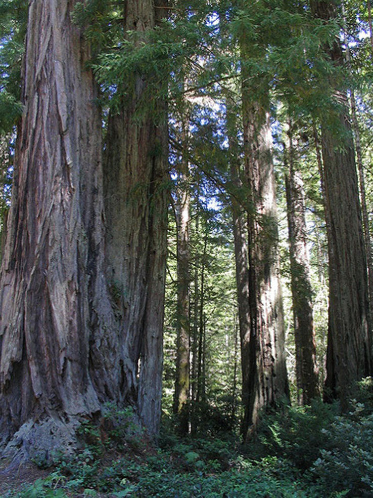 Redwood Highway Trip Packages