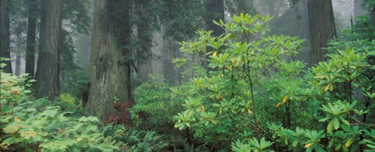 Headwaters Forest Reserve Trip Packages