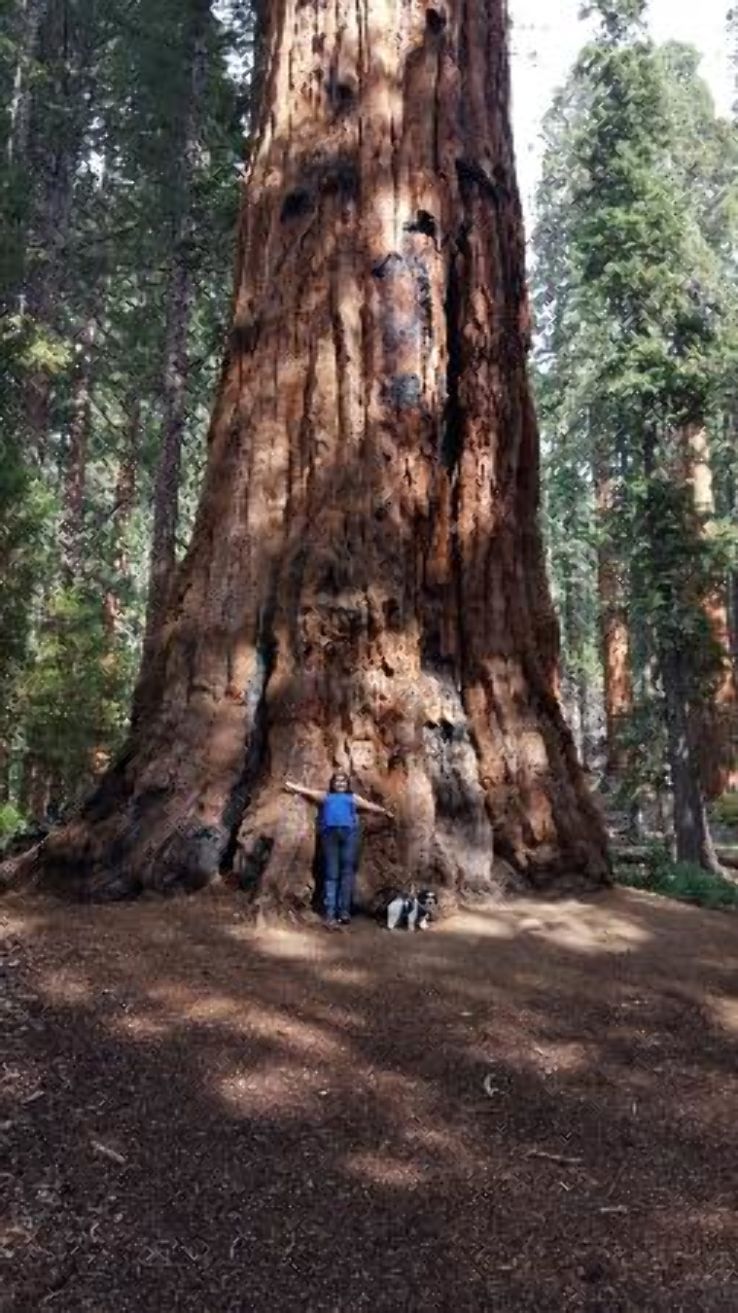 Sequoia Park Forest & Garden Trip Packages