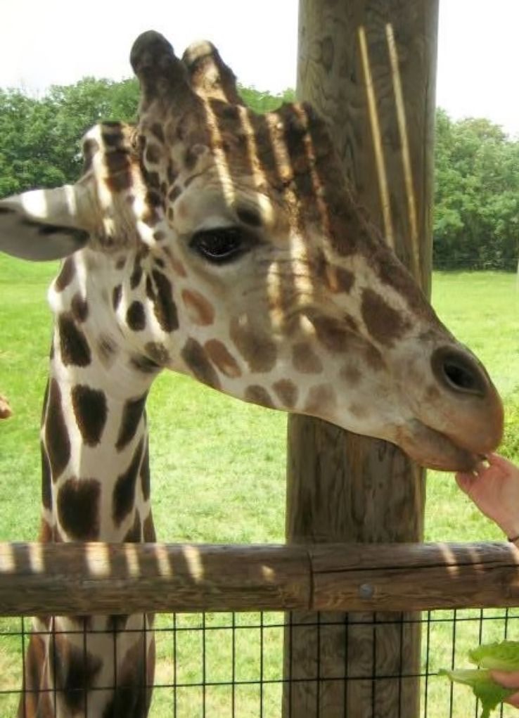 Indiana Attractions: Fort Wayne Childrens Zoo Trip Packages
