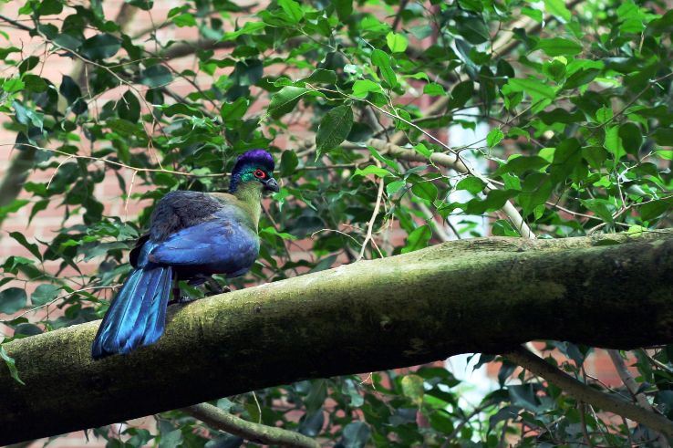 National Aviary Trip Packages