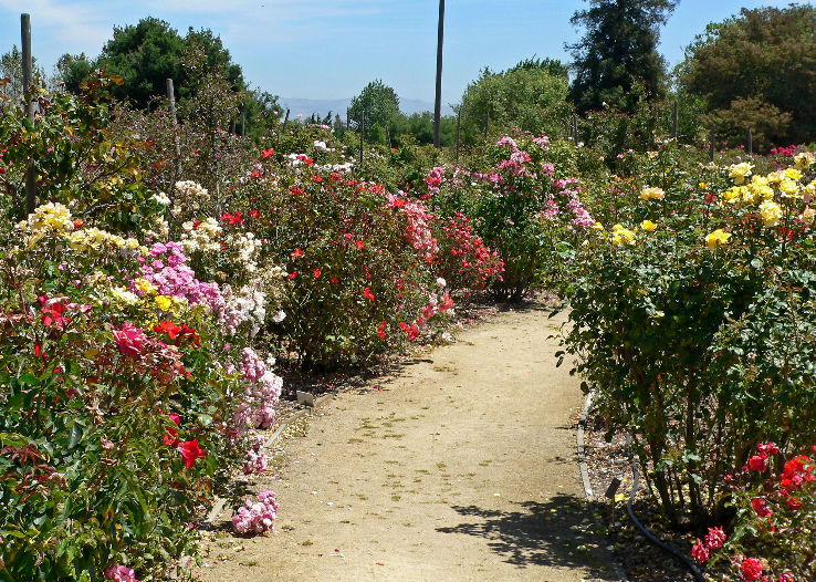 Heritage Rose Garden Trip Packages