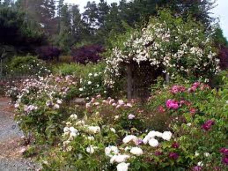 Heritage Rose Garden Trip Packages