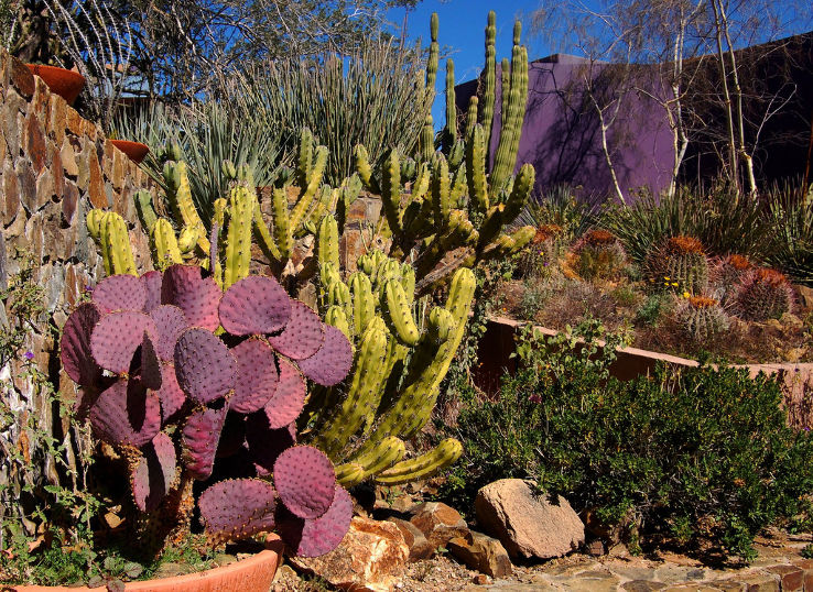Arizona-Sonora Desert Museum Trip Packages