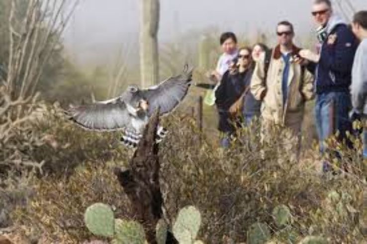 Arizona-Sonora Desert Museum Trip Packages