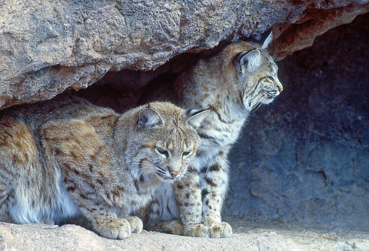 Arizona-Sonora Desert Museum Trip Packages