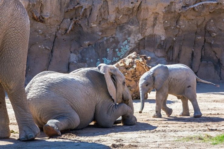 Reid Park Zoo Trip Packages