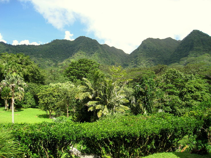 Lyon Arboretum and Manoa Falls  Trip Packages