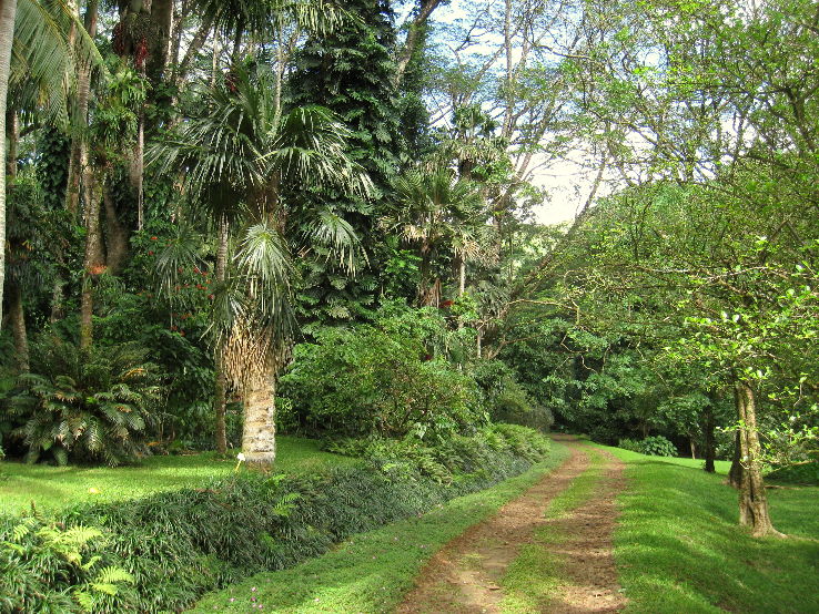 Lyon Arboretum and Manoa Falls  Trip Packages