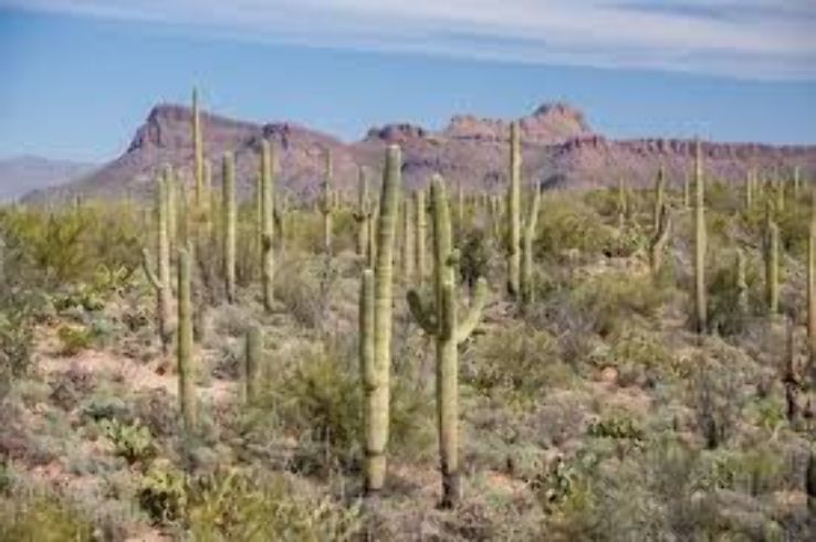 Saguaro National Park -East and West Trip Packages