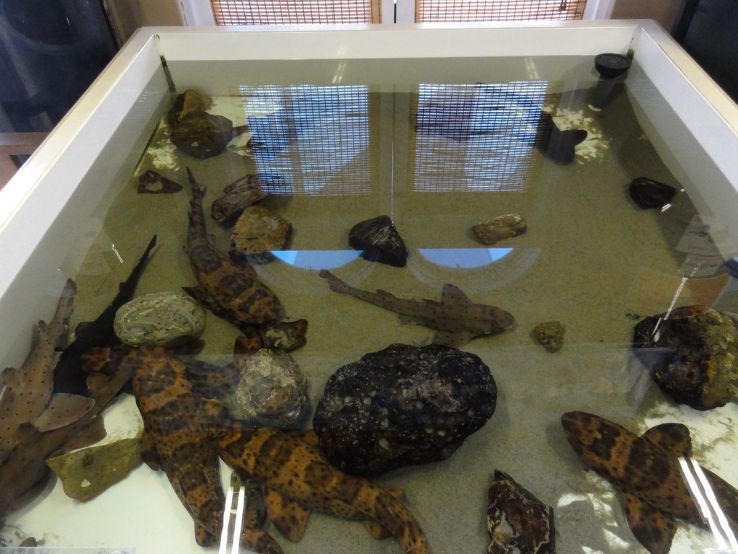 Santa Monica Pier Aquarium Trip Packages