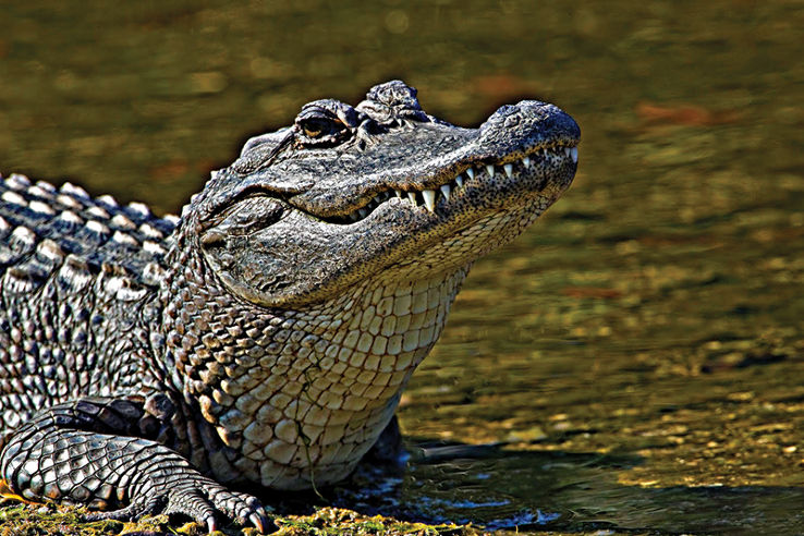 Gulf Coast Gator Ranch & Airboat Swamp Tours Trip Packages