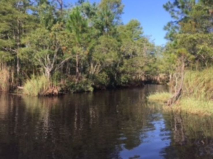 Gulf Coast Gator Ranch & Airboat Swamp Tours Trip Packages