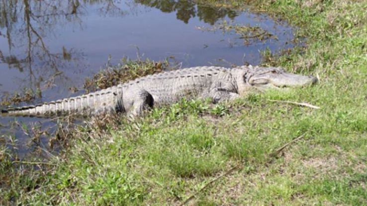 Gulf Coast Gator Ranch & Airboat Swamp Tours Trip Packages